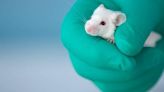 Letter | Animal testing is animal cruelty