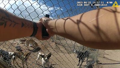 In an Arizona county without animal control services, a deputy shot 7 abandoned dogs and left their bodies by the railroad tracks