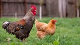 Arizonan sick after salmonella outbreak linked to backyard chickens