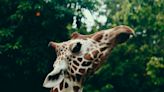 Pourquoi la girafe ne peut-elle pas bâiller ?