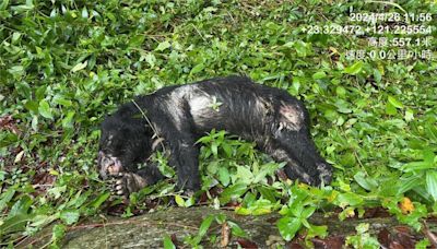 玉山台灣黑熊中彈慘死！ 玉管處：不排除是盜獵