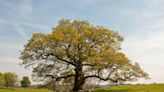 English oaks can withstand warming – but other trees will struggle