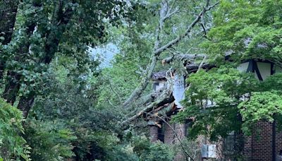 Woman killed when massive tree topples, crashes into Mountain Brook Village apartment