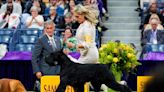 Miniature poodle named Sage wins Westminster Kennel Club dog show