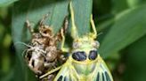 Cicada emergence has begun