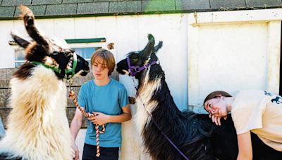 Llamas are back at Derry Township fair, along with a new generation of handlers
