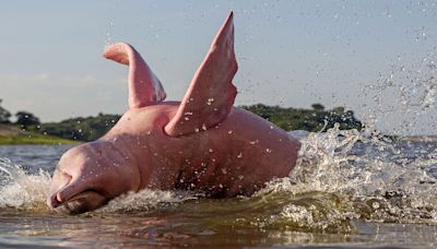 Amazon River Dolphins Are Born Grey and Turn Pink