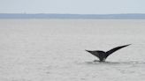MassWildlife extends small boat speed restriction in Cape Cod to protect right whales