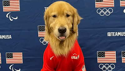 USA Olympic Team Therapy Golden Retriever Has Sadly Been Hospitalized