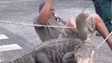 Watch: Alligator throws trapper off its back outside Florida school - UPI.com