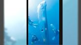 東北角潛水奇遇2公尺「地震魚」 海科館：能目擊活體非常珍貴