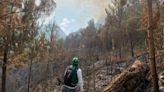 Incendio consumió 15 hectáreas de bosque en Xilitla: Gallardo