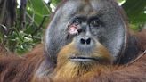 A wild orangutan used a medicinal plant to heal a wound, scientists say