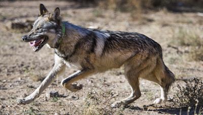 Another Mexican gray wolf is captured, released after she strays north of I-40 in Arizona
