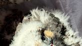 Seven baby falcons hatch at Port Authority bridges, including 3 on Staten Island