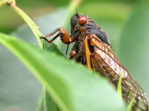 Cicadas in North Carolina: When are they leaving and when will other broods hatch?