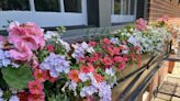 The Year of the Window Box: The Garden Guy's 180 days of bountiful box blooms
