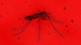 Dengue fever, West Nile virus and malaria cases are cropping up in the U.S. Do I need to worry?