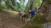 Police officer has close call with elk after trying to free its trapped antler