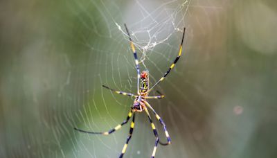 What to Know About the Giant Venomous Flying Spiders Invading the U.S.