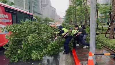 快訊／北市大雨！內湖科學園區「大樹倒塌」佔2線車道 警冒雨搬樹