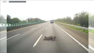 國道又掉豬！運豬車未加蓋出事了 「黑豬跳車墜車道」慘遭後車輾斃