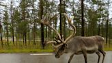 Just 4% of Scandinavian reindeer grazing land is free from human activity