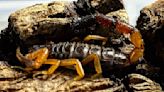 Scorpion makes its way from Kenya to Ireland in woman's bag
