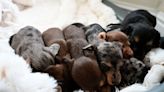 Sausage dog gives birth to 11 puppies in ‘record-breaking’ litter