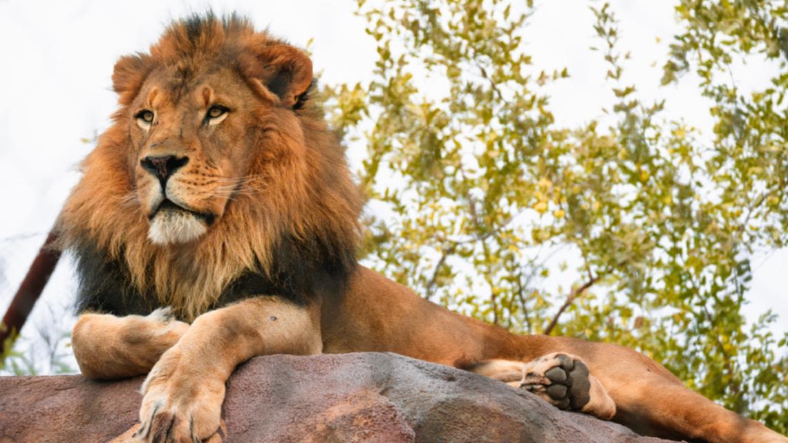 Lion at Arizona Zoo euthanized after cancer diagnosis