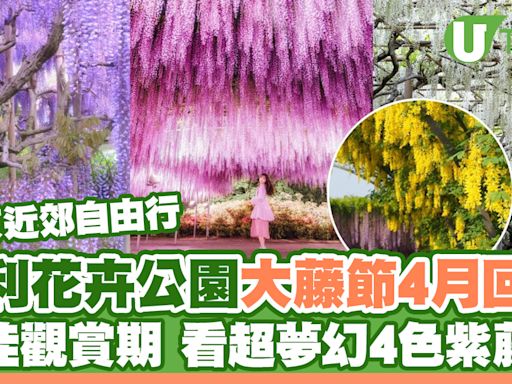 東京近郊足利花卉公園大藤節 超夢幻4色紫藤花｜最佳觀賞期｜購票連結 | U Travel 旅遊資訊網站