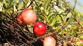 Cranberries can bounce, float and pollinate themselves: The saucy science of a Thanksgiving classic