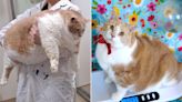 Canadian Cat Named Axel 'Biggie Smalls' Has Weight Loss Journey Documented — and Becomes a TikTok Star!