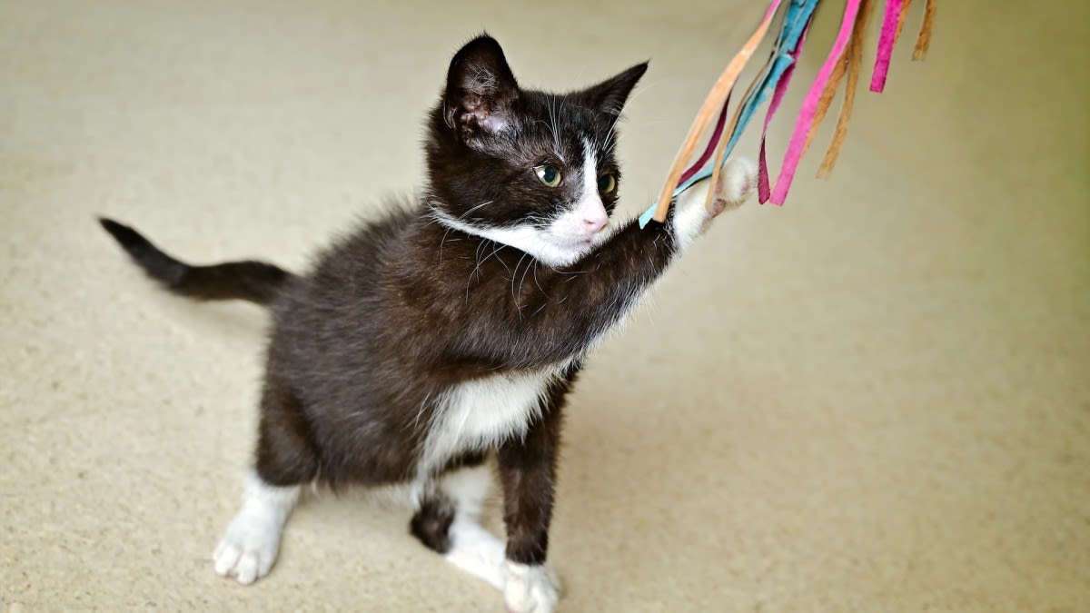 Foster Kittens' Chaotic Playtime Is Full of Lovable Energy