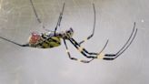 Flying Joro spiders headed to NYC area: Where are they? Live map