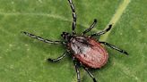 Marshfield Clinic asks you to save ticks and send them to the Research Institute