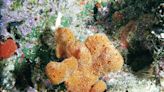 Sea sponges keep climate records and the accounting is grim, new study suggests