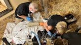 Check-up on Gladys' broken arm shows Cincinnati Zoo gorilla is healing