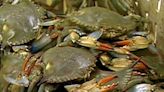 2024 Blue Crab Winter Dredge Survey shows decreased population