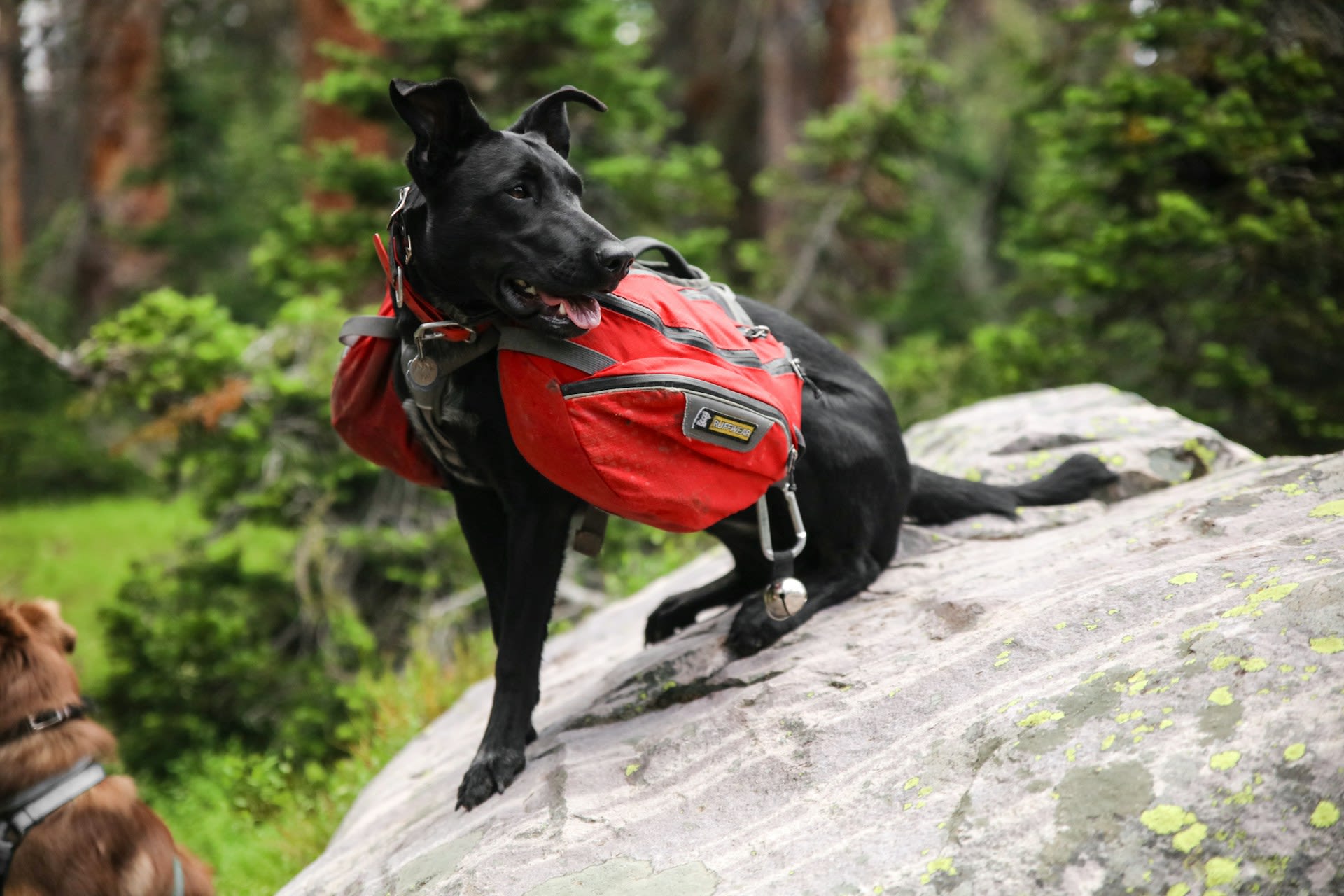 Dogs in backpacks saving the forest