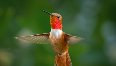 Outdoors: Hummingbirds' design has served them well