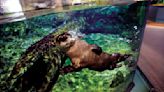 Home improvement: Otters' lives to change after summerlong Dubuque museum renovation
