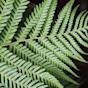 Fern Leaf