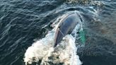 Department of Fisheries untangles gear from humpback whale off B.C.’s coast