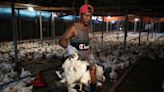 Singapore's de-facto national dish in the crossfire as Malaysia bans chicken exports