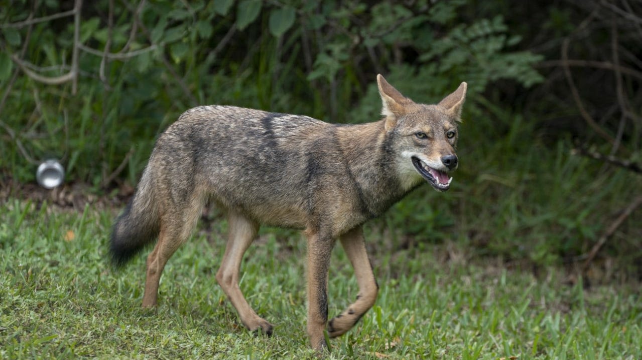 Coyotes live throughout Florida and are common in cities where they may startle new residents