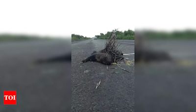 Endangered Pangolin and Porcupine Killed in Chanda Road Accidents | Nagpur News - Times of India