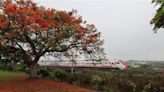 苗栗山海線鐵路鳳凰花、荷花爭艷 鐵道迷賞花季起跑