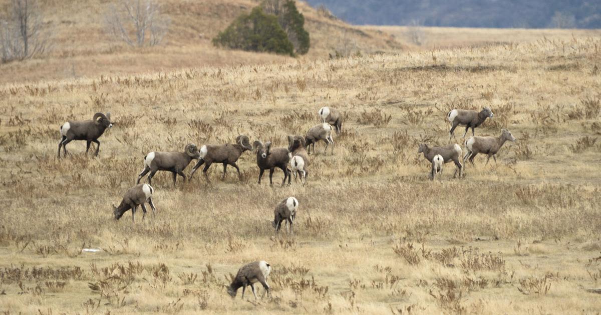 Bighorn population remains at record level in western North Dakota