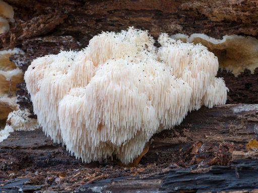 Health benefits of lion’s mane mushroom: Boost immunity, reduce anxiety with this unique fungus